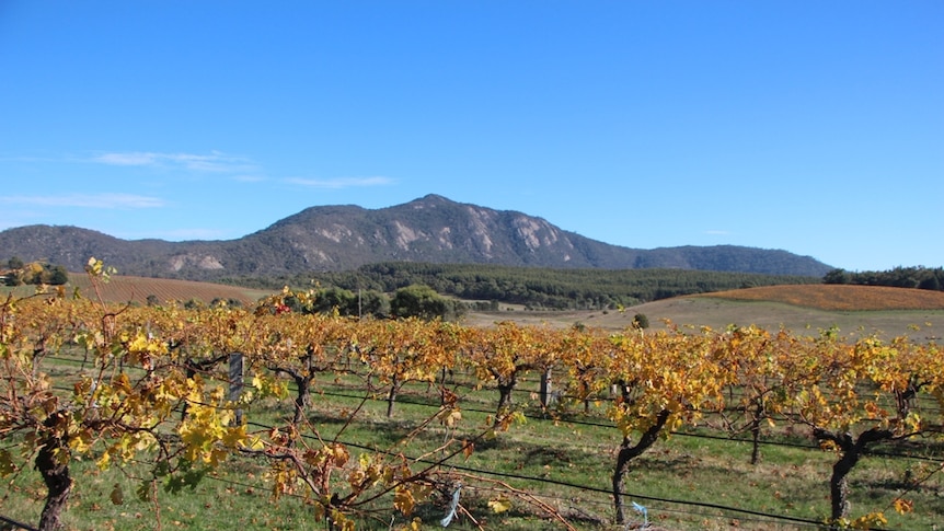 An autumnal coloured vineyard
