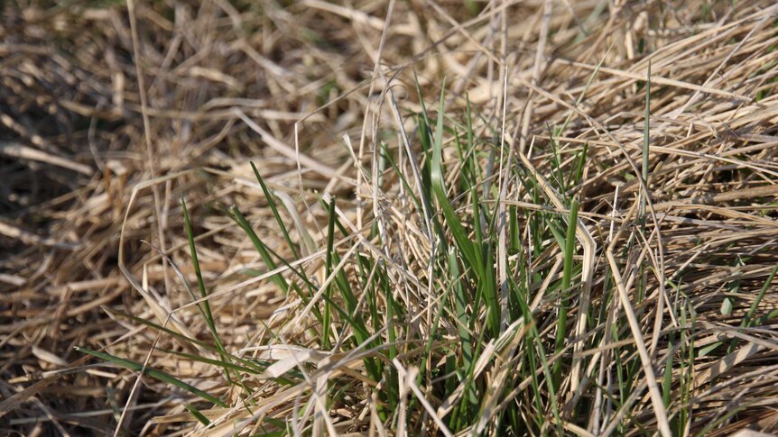 Green grass shoots out from under the brown matter.