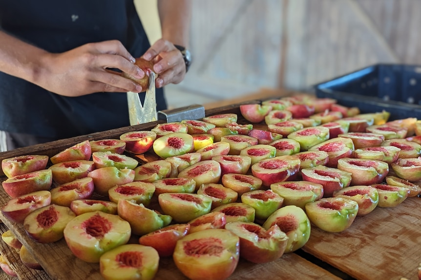 Close up of the hands of a young fair-skinned man using a slicer on a wooden board to cut nectarines in half for drying.