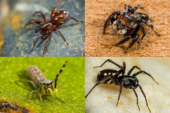 A composite image of four different spiders.