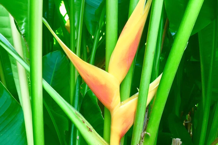 A close up of a yellow heliconia flower