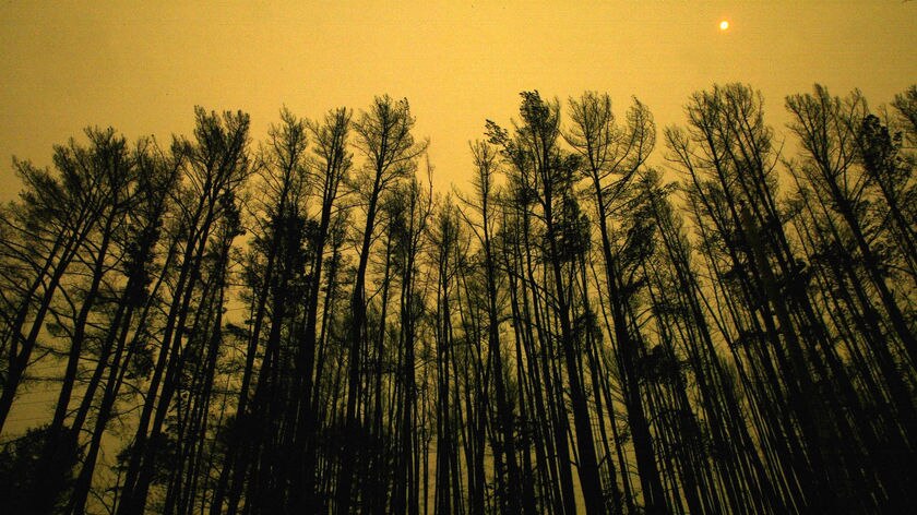 The orange haze of a massive bushfire surrounds burnt trees on January 20, 2003 in Canberra.