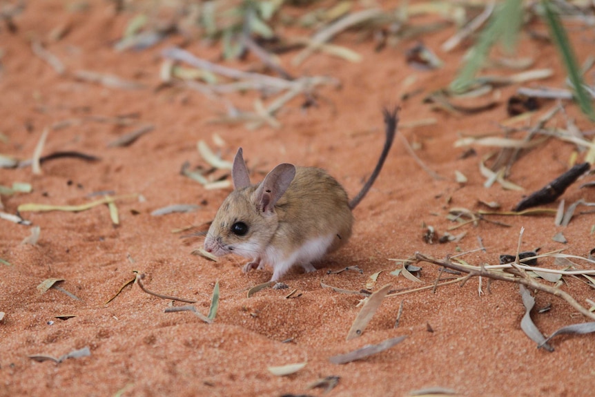 A small desert hopping mouse on red sand.