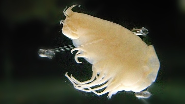 Close up of the deep sea crustacean Hirondellea gigas