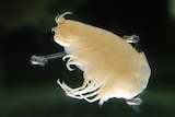 Close up of the deep sea crustacean Hirondellea gigas