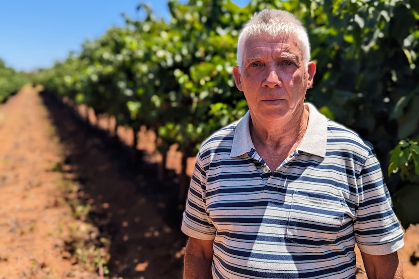 An older fair-skinned man, Jason, wears a striped pole and frowns as he stands in front of vineyards.