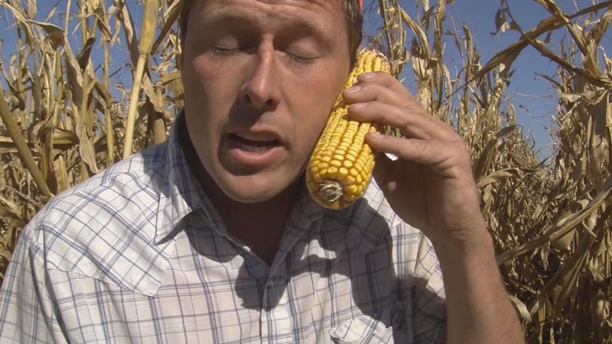 A man with a corn cob to his ear, holding it like a phone