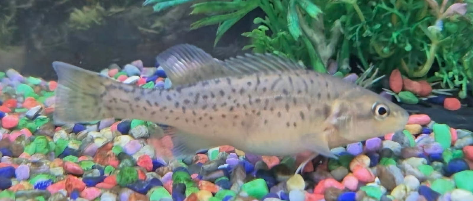 The Big Fish: Rare Fish of the Central West