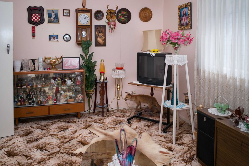 A pale pink loungeroom is pictured with brown patterned carpet and a myriad of photos and framed artworks on the wall.