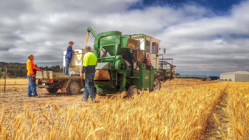 Wheat is harvested at the CSIRO's Ginninderra research site