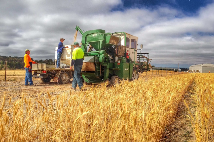 Wheat harvest