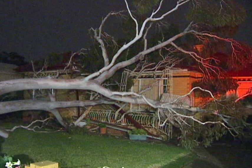 A large tree fallen on a house in St Albans.