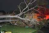 A large tree fallen on a house in St Albans.