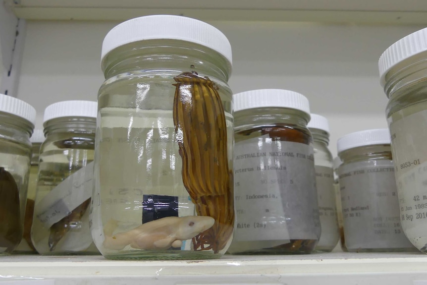 Jars of fish specimens on a shelf
