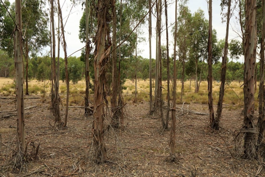 A stand of thin straight trees with grass and more trees in the background.