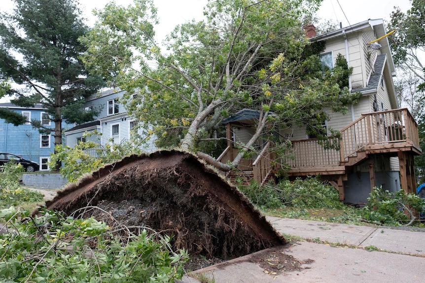 An uprooted tree has fallen on top of a house. 