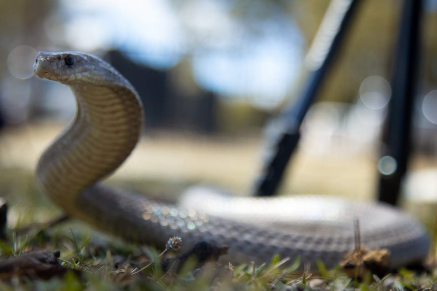 An eastern brown snake is moving through the grass.