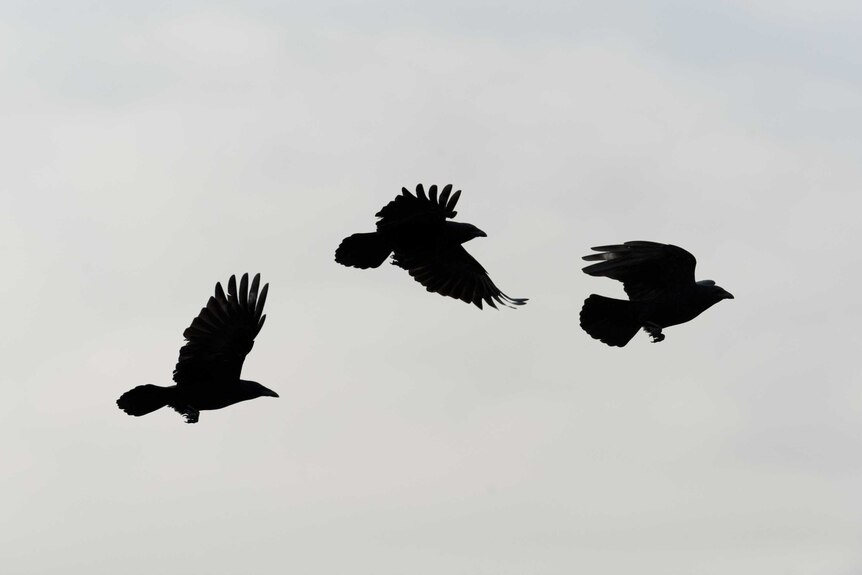 Crows flying