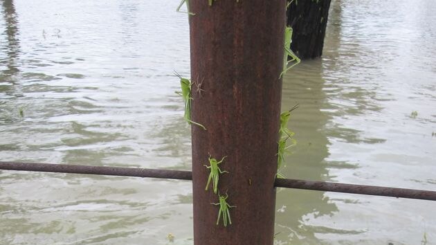 Grasshoppers cling to a fence post to keep out of floodwaters on Clifton Station at Windorah in western Qld.
