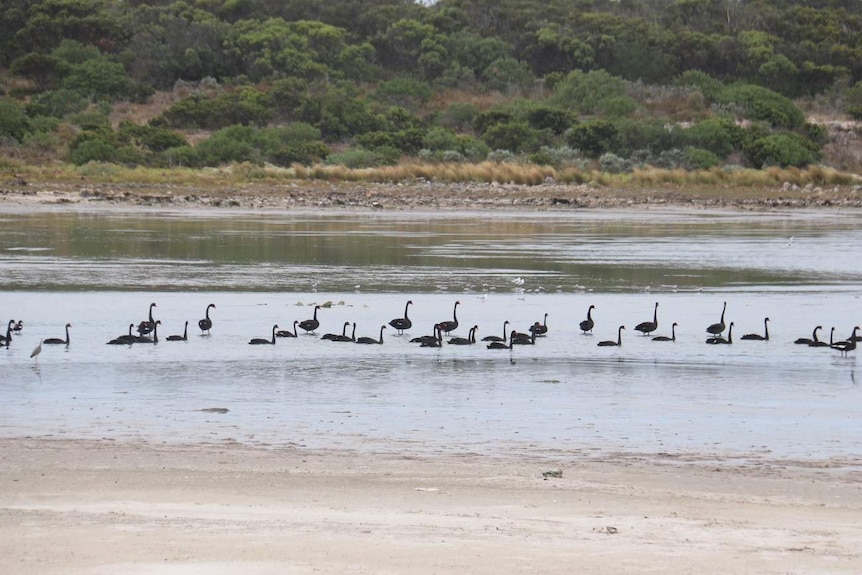 Swans in the waters of the Coorong.