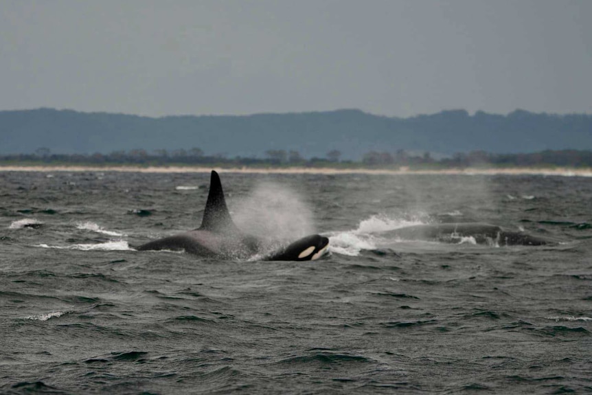Orca whales attack a humpback calf.