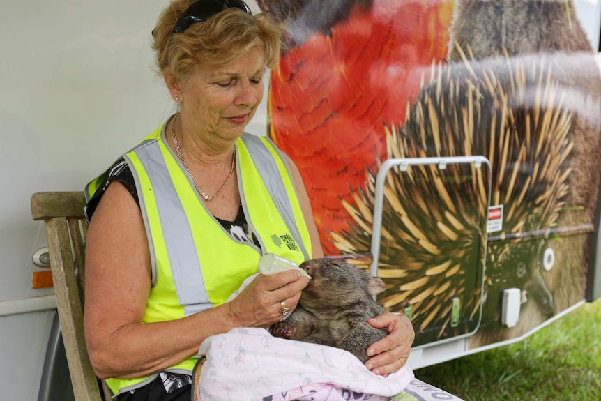 A woman feeds a wombat, which escaped the Australian bushfires.