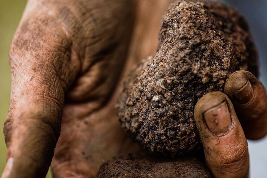 black winter truffles in the hand