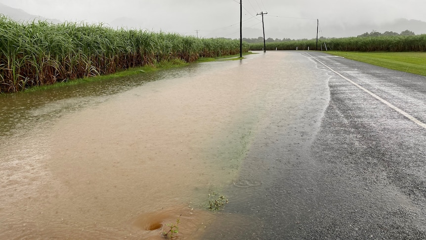 Floodwater washing onto the side of the road from a canefield.