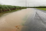 Floodwater washing onto the side of the road from a canefield.