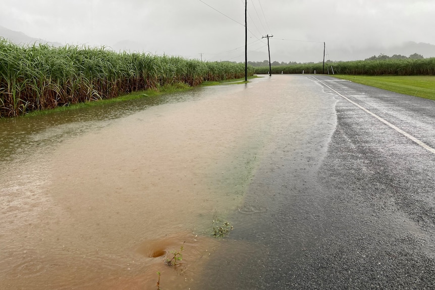 Floodwater washing onto the side of the road from a canefield.