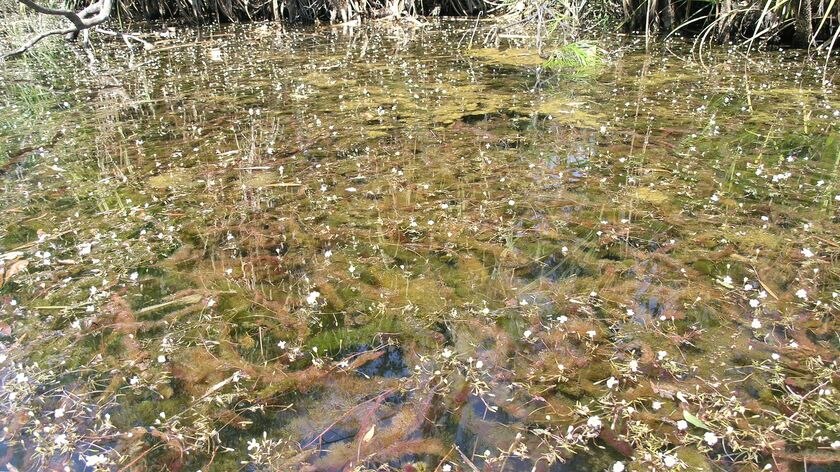 Northern Territory lagoon infested with cabomba weed.