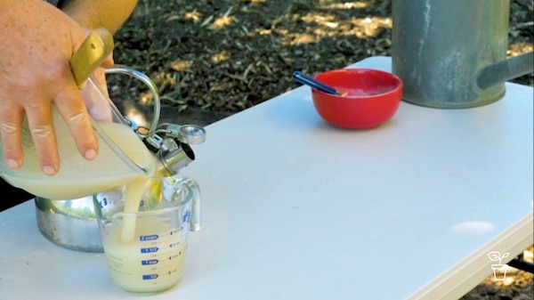 White liquid being poured from glass bowl into jug into a glass measuring jug