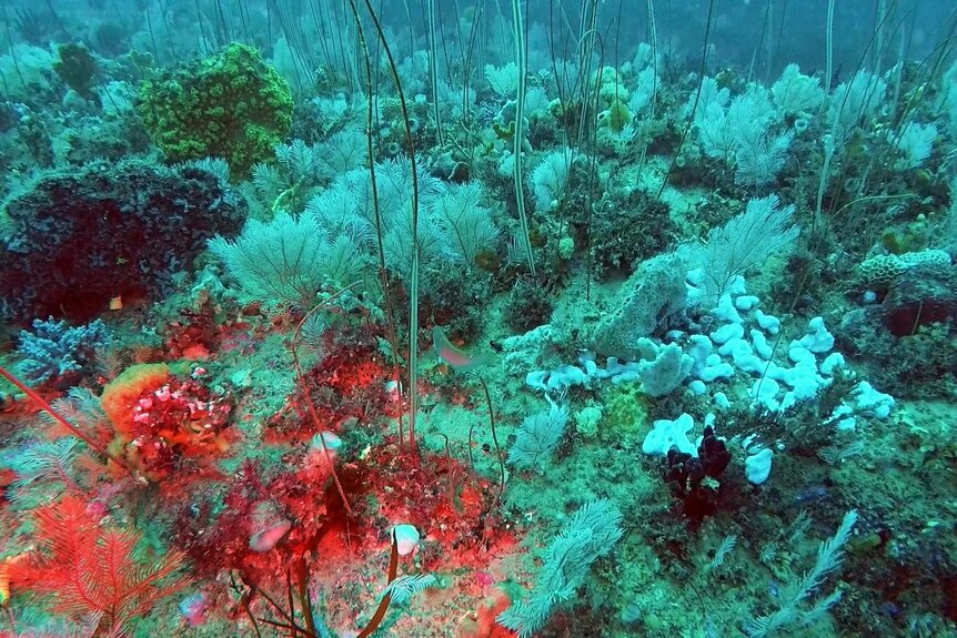 Colourful coral discovered in the deep sea in Wilsons Promontory National Park.