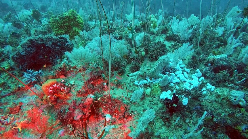 Colourful coral discovered in the deep sea in Wilsons Promontory National Park.