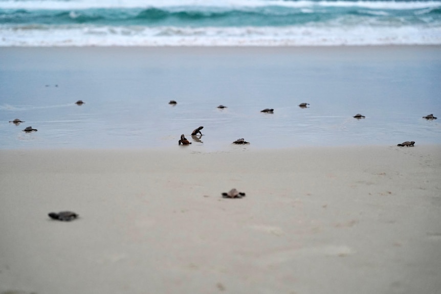 Turtle hatchlings on the sand with ocean in background.