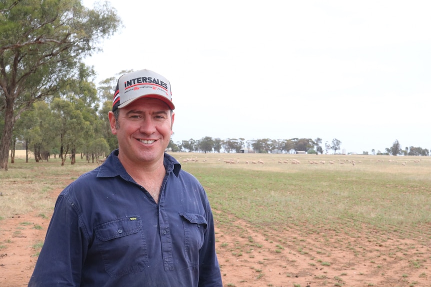 A man in a navy blue shirt and cap standing in front of sheep in a paddock.