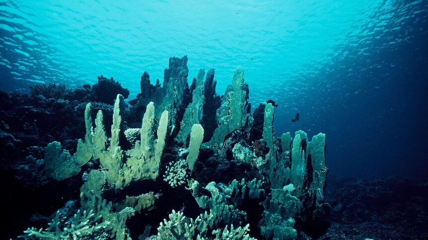 A cluster of coral underwater on the Great Barrier Reef with the sun beaming through from the surface