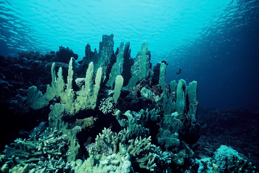 A cluster of coral underwater on the Great Barrier Reef with the sun beaming through from the surface