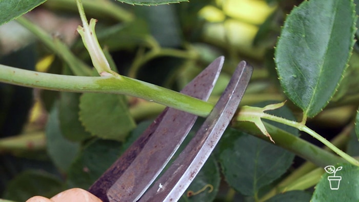 Secateur blades cutting through green stem on plant