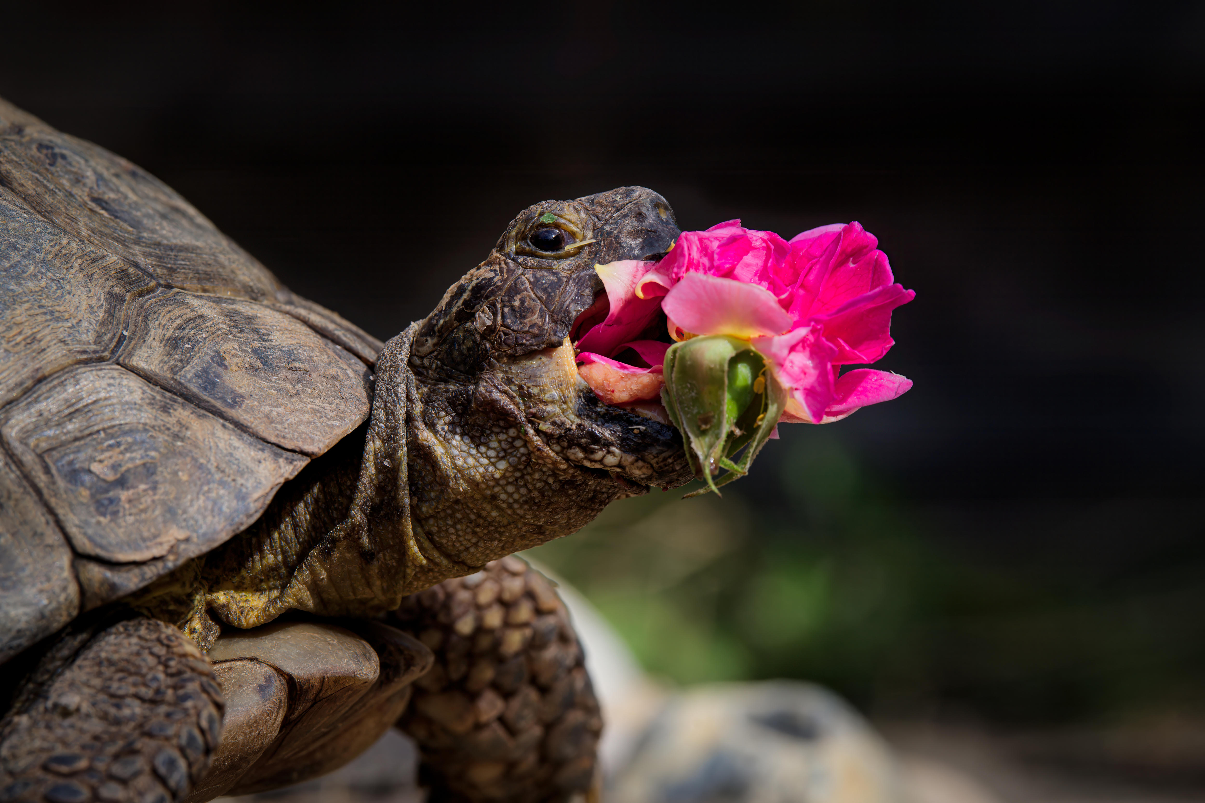 A tortoise eating a pink flower