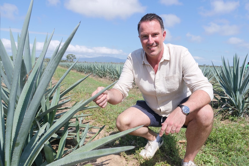 A man wearing a white shirt, crouching down next to agave plants in a paddock.