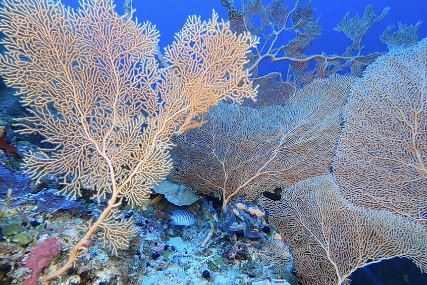 A coral reef deep underwater