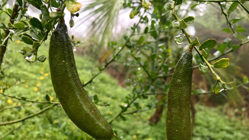 A close up of two green finger limes hanging from a branch with dew drops on them.