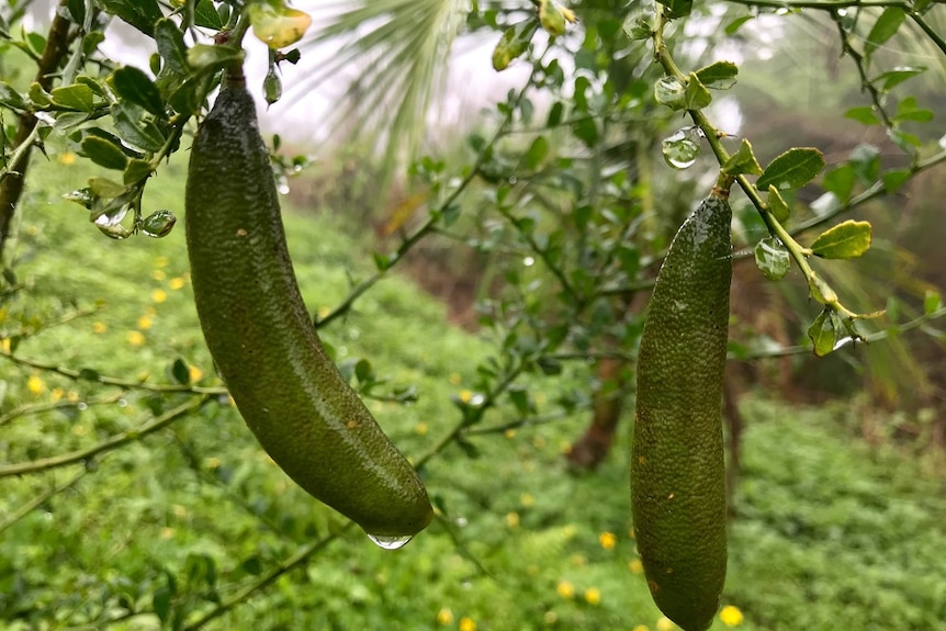 A close up of two green finger limes hanging from a branch with dew drops on them.