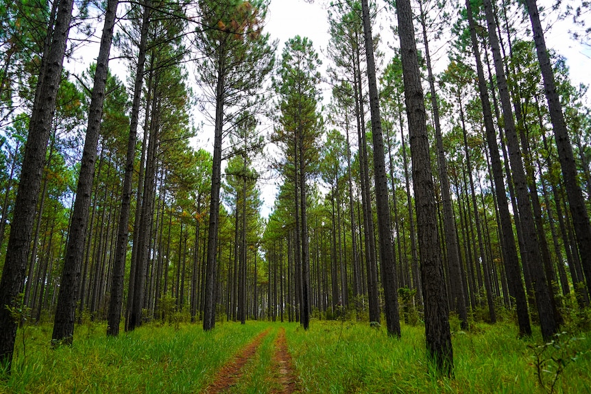 A forestry track in the middle of pine trees.