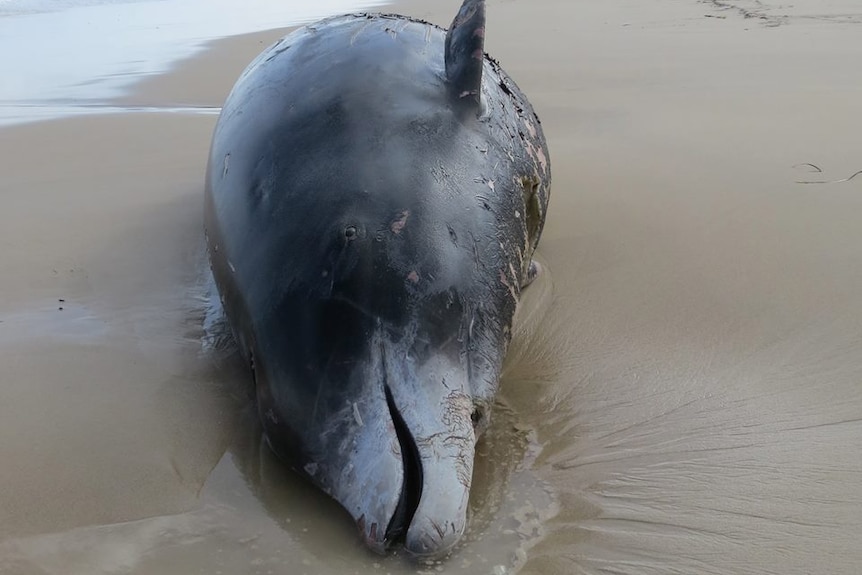 Dead Cuvier's beaked whale found on remote beach
