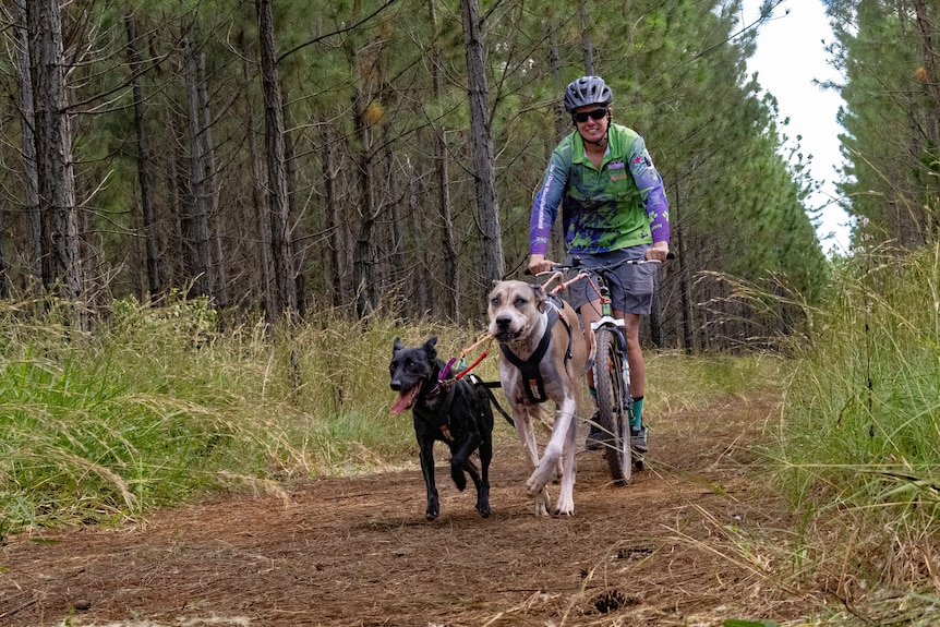 A woman on a bicycle pulled along by two dogs