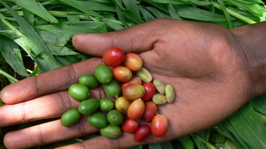 An open hand holding red and green coffee beans.