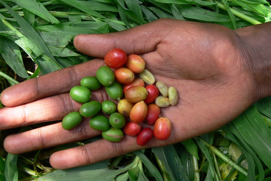 A hand is holding green and red coffee beans in front of bright green foliage