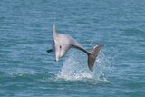 A bottlenose dolphin plays off the NT coast.